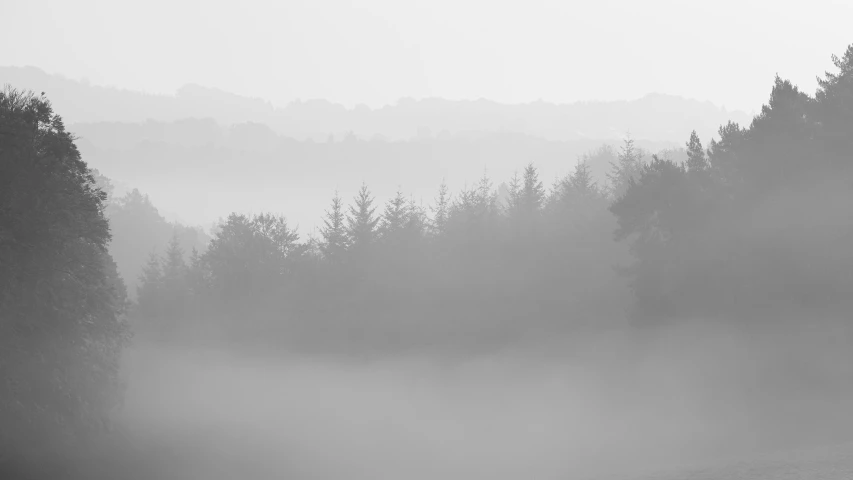 fog covering the landscape with evergreens and trees