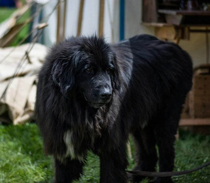 a fluffy black dog standing in the grass