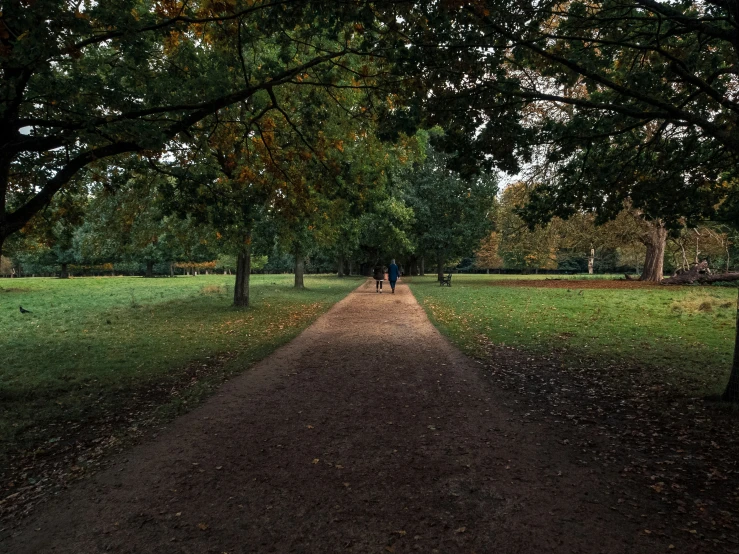 a tree lined pathway that is partially obscured by the trees