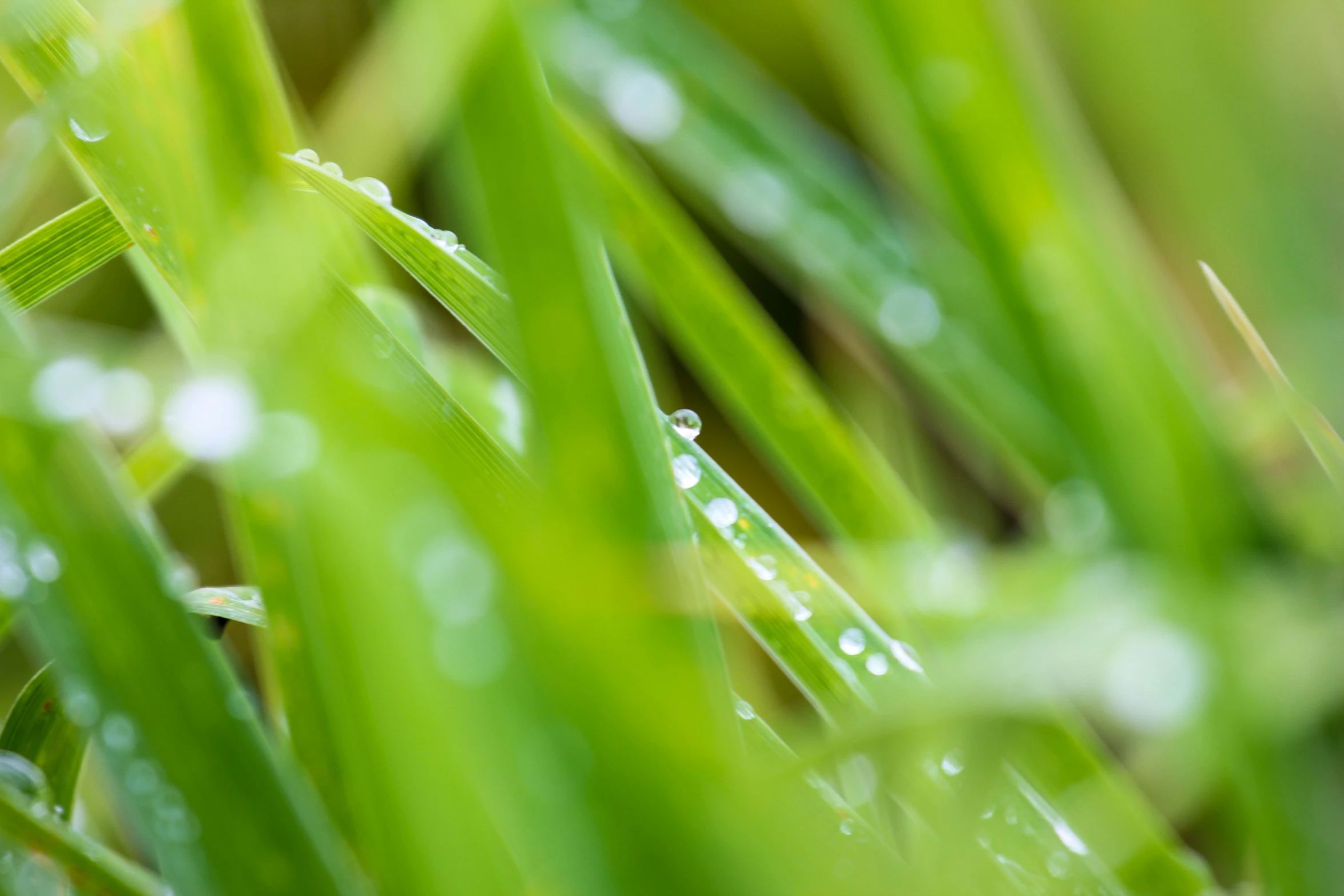 dewdrops cover the grass in the early morning hours