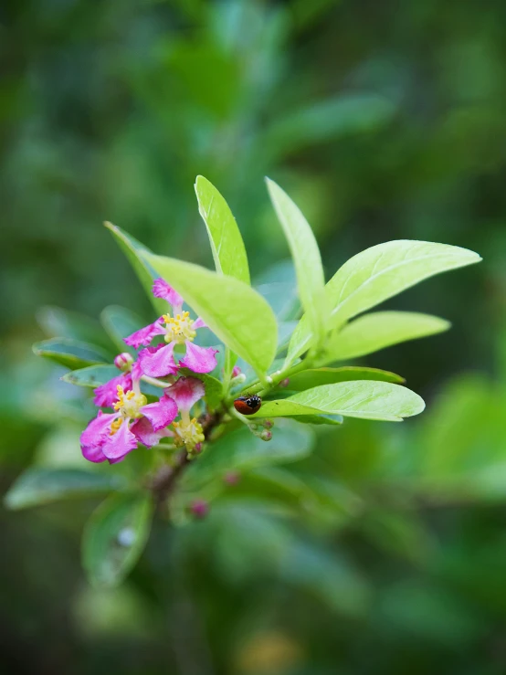 a close up of a flower with many green leaves