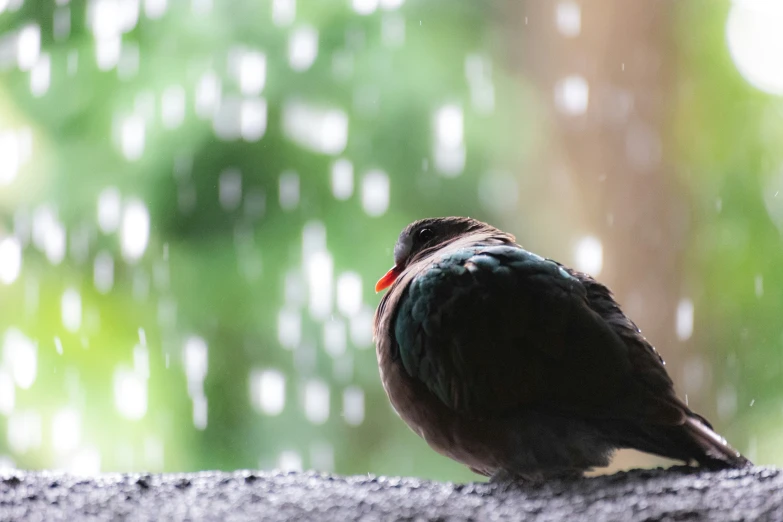 a bird is sitting on a ledge outside