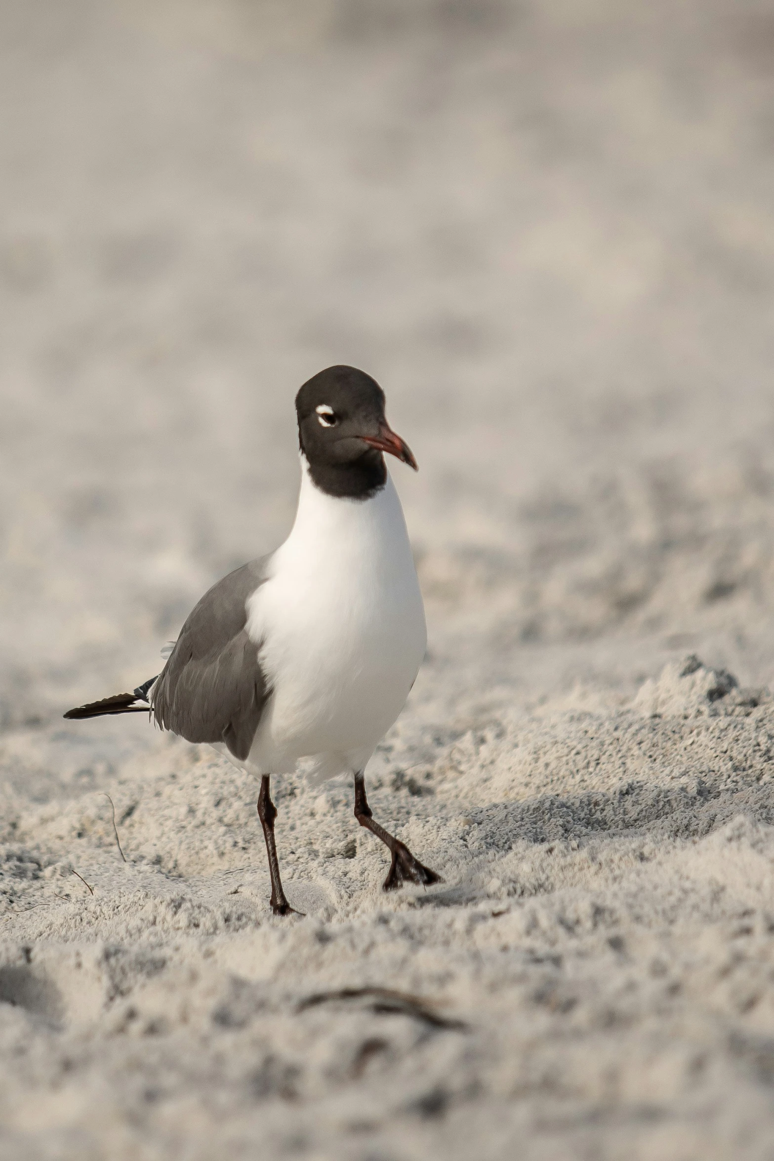 a small white and gray bird walking in the sand