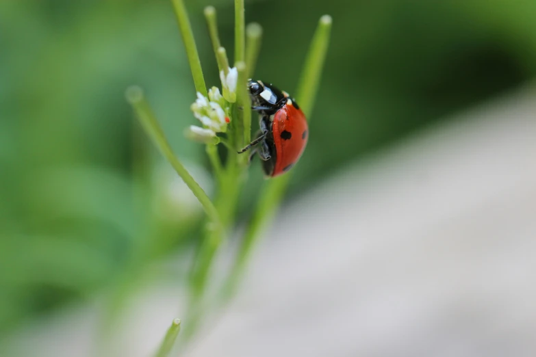 a red and black beetle sitting on top of a plant