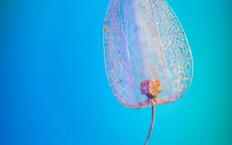 a flower with many leaves hanging from it's end