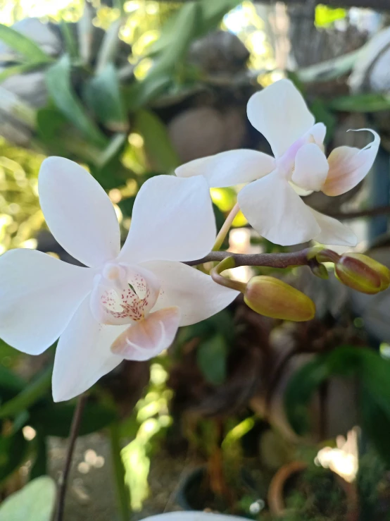 two white orchids are blooming in a large pot