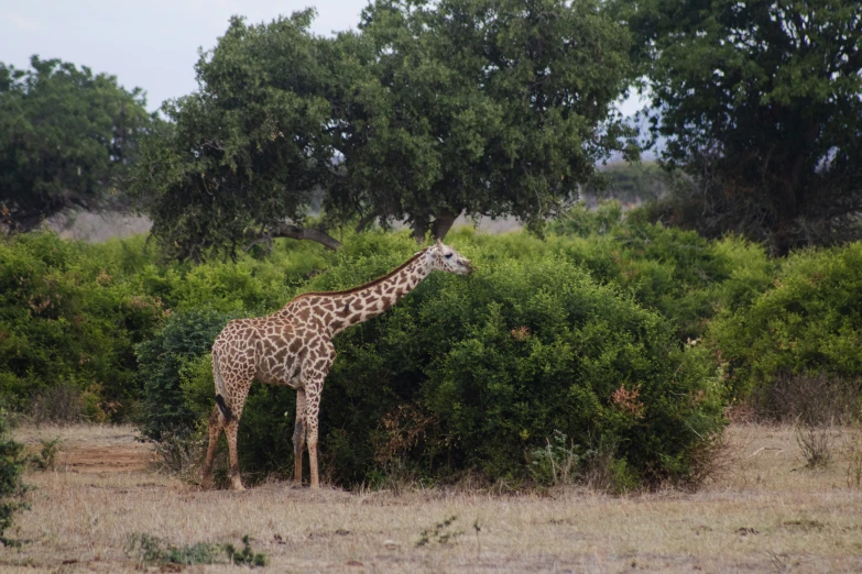 a giraffe standing in the middle of some grass and trees