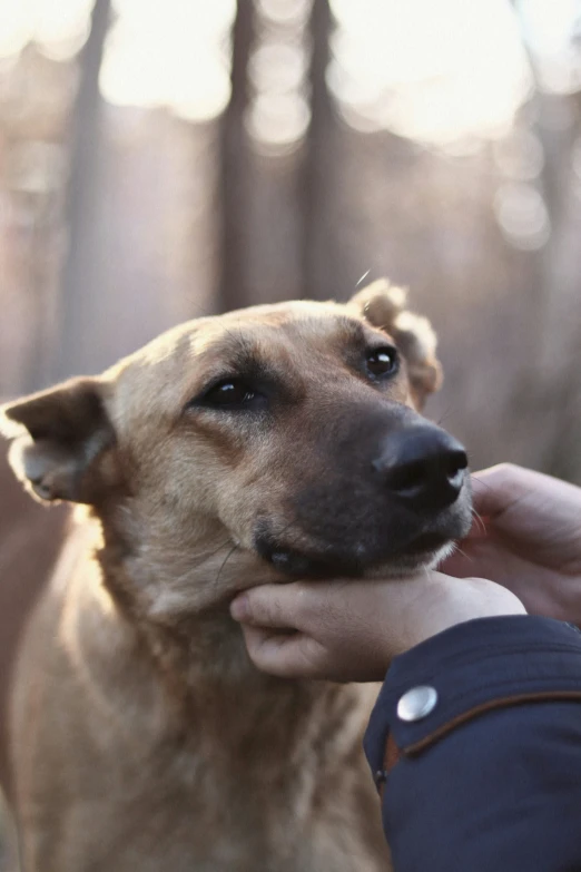 a dog is holding its owner's hand in the woods