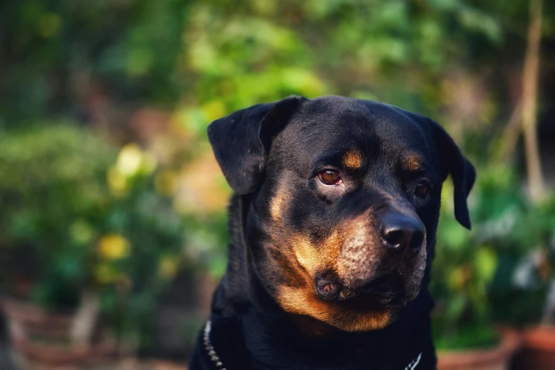 a close up of a dog with a collar and some bushes