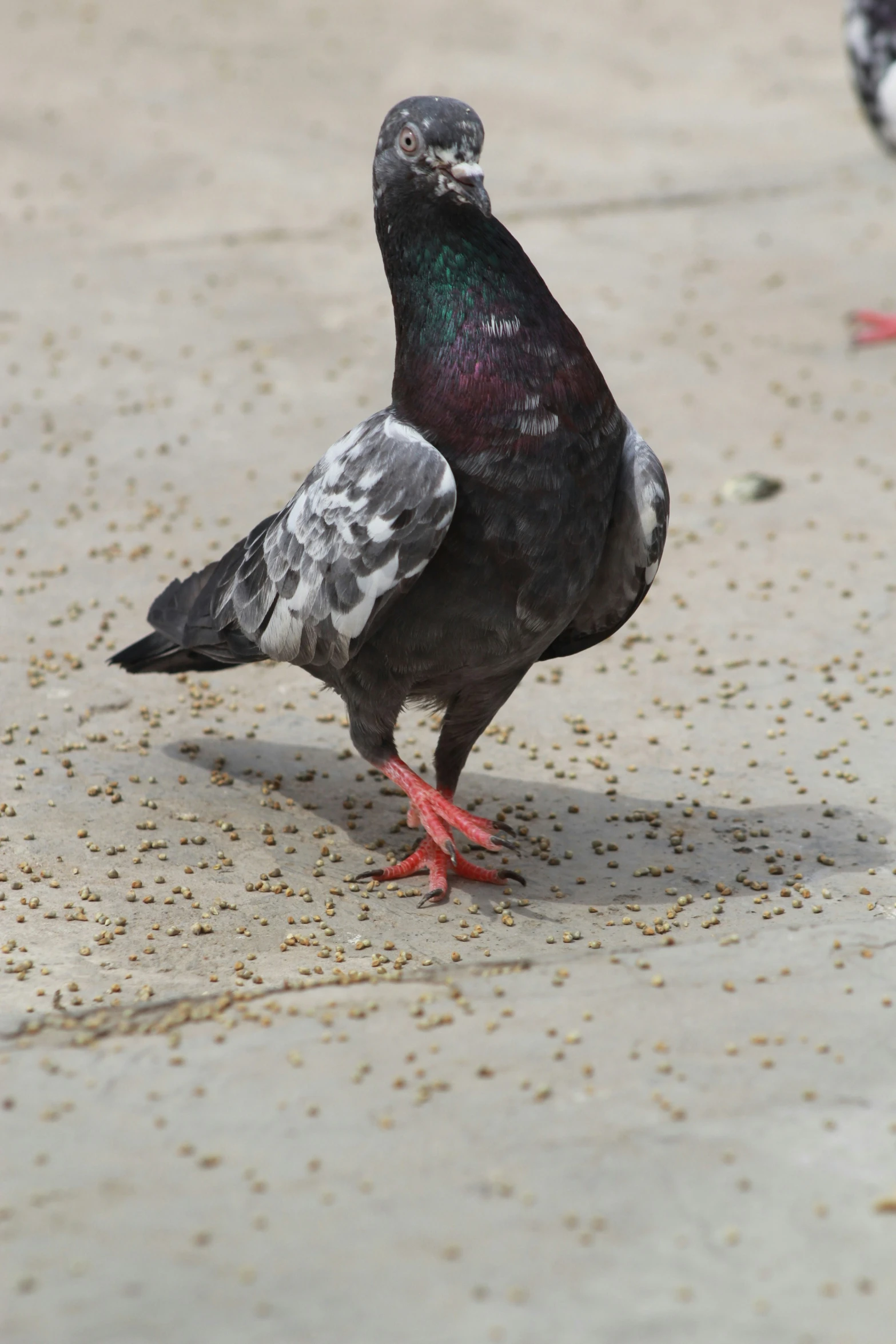 some birds are standing near a table full of some brown and black grains