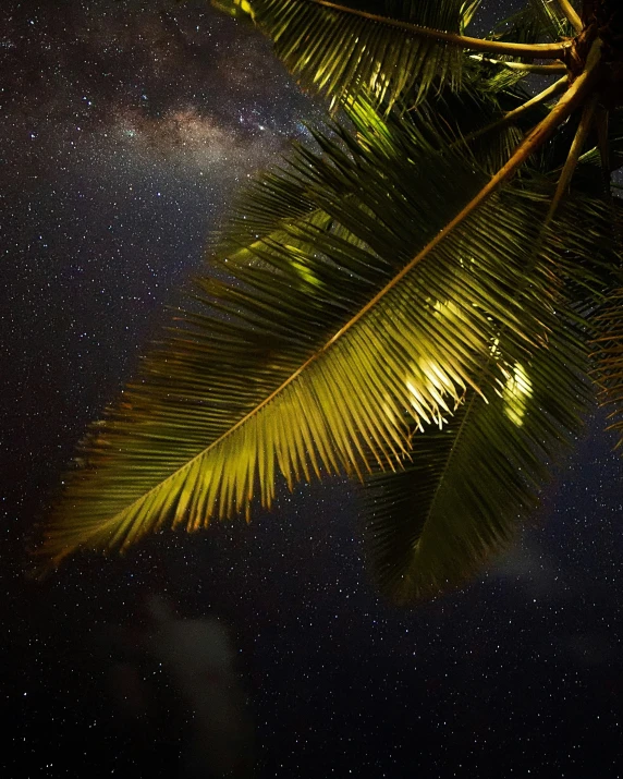 the night sky is filled with stars and some green palm trees