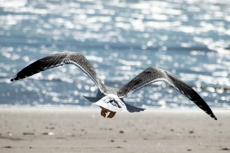 a black and white bird flying by the ocean