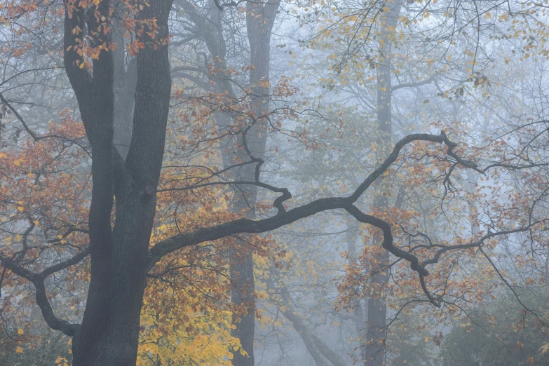 some trees are in the middle of a foggy day