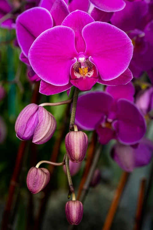 several purple flowers that are growing from the ground