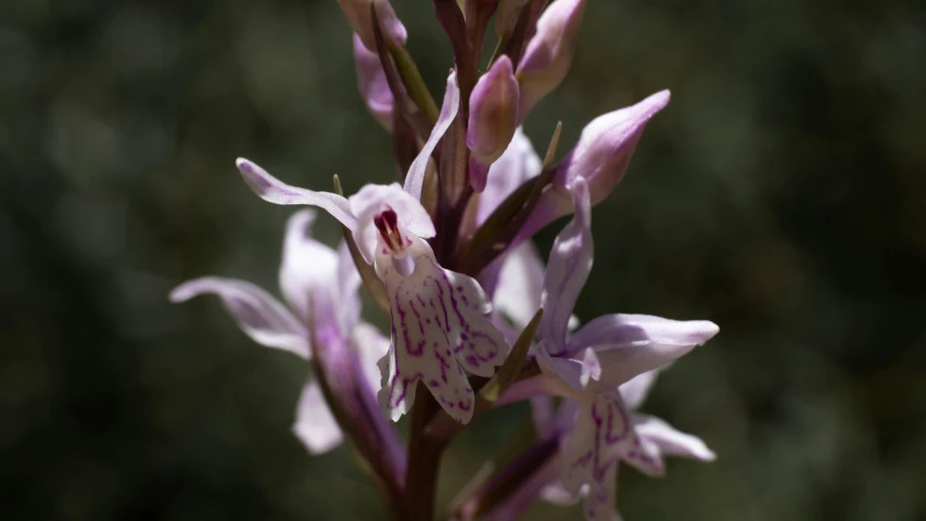 a purple flower has the long petals of the flowers