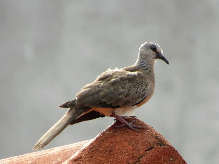 a pigeon stands on a roof, resting