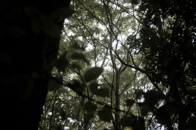 trees under a canopy with an animal in the nches