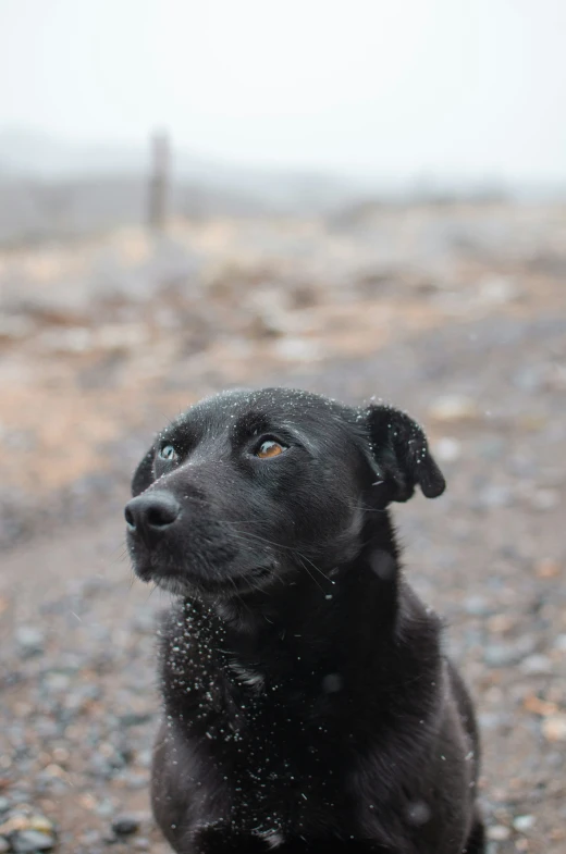 black dog sits on gravel looking upward with snow falling on him