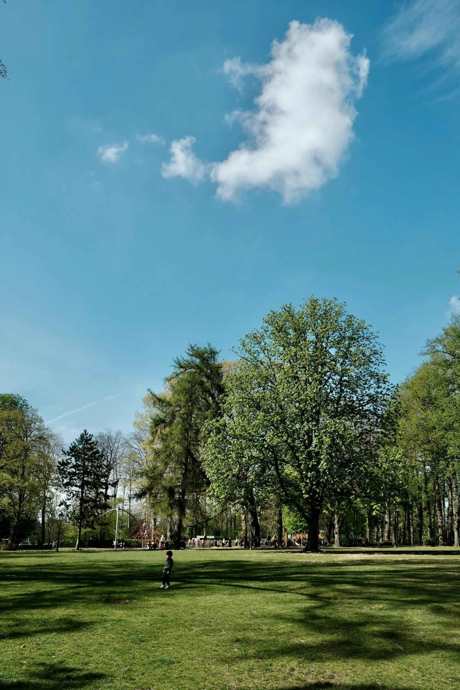 a person on the ground and some trees