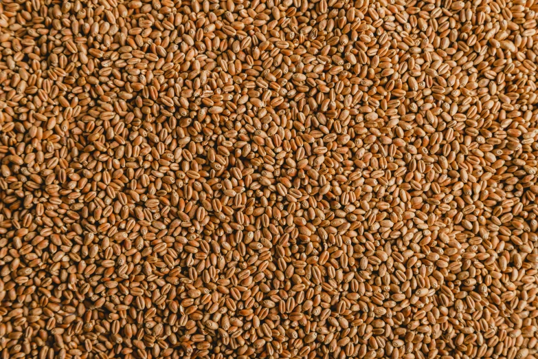 close up of some grain that is very brown