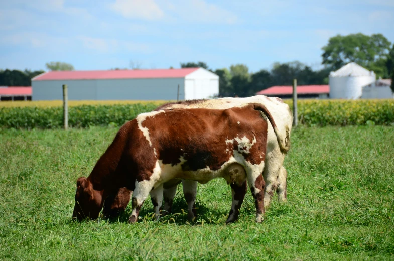a brown and white cow grazing in a grassy field