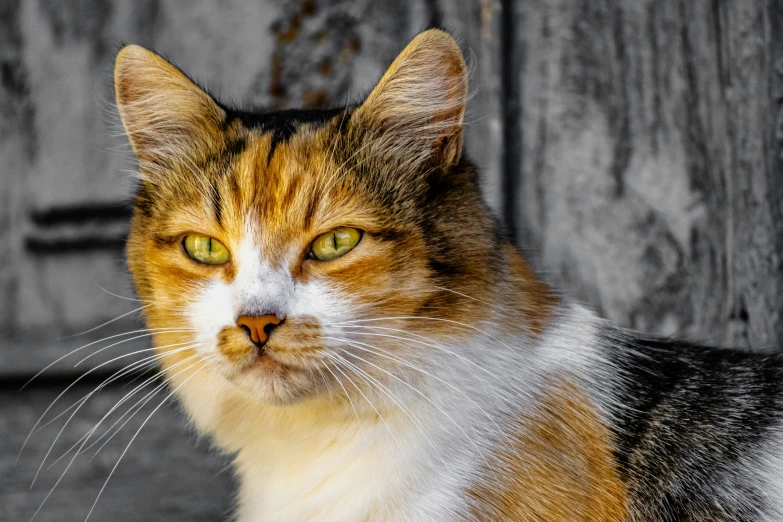 the orange, white and black cat with green eyes