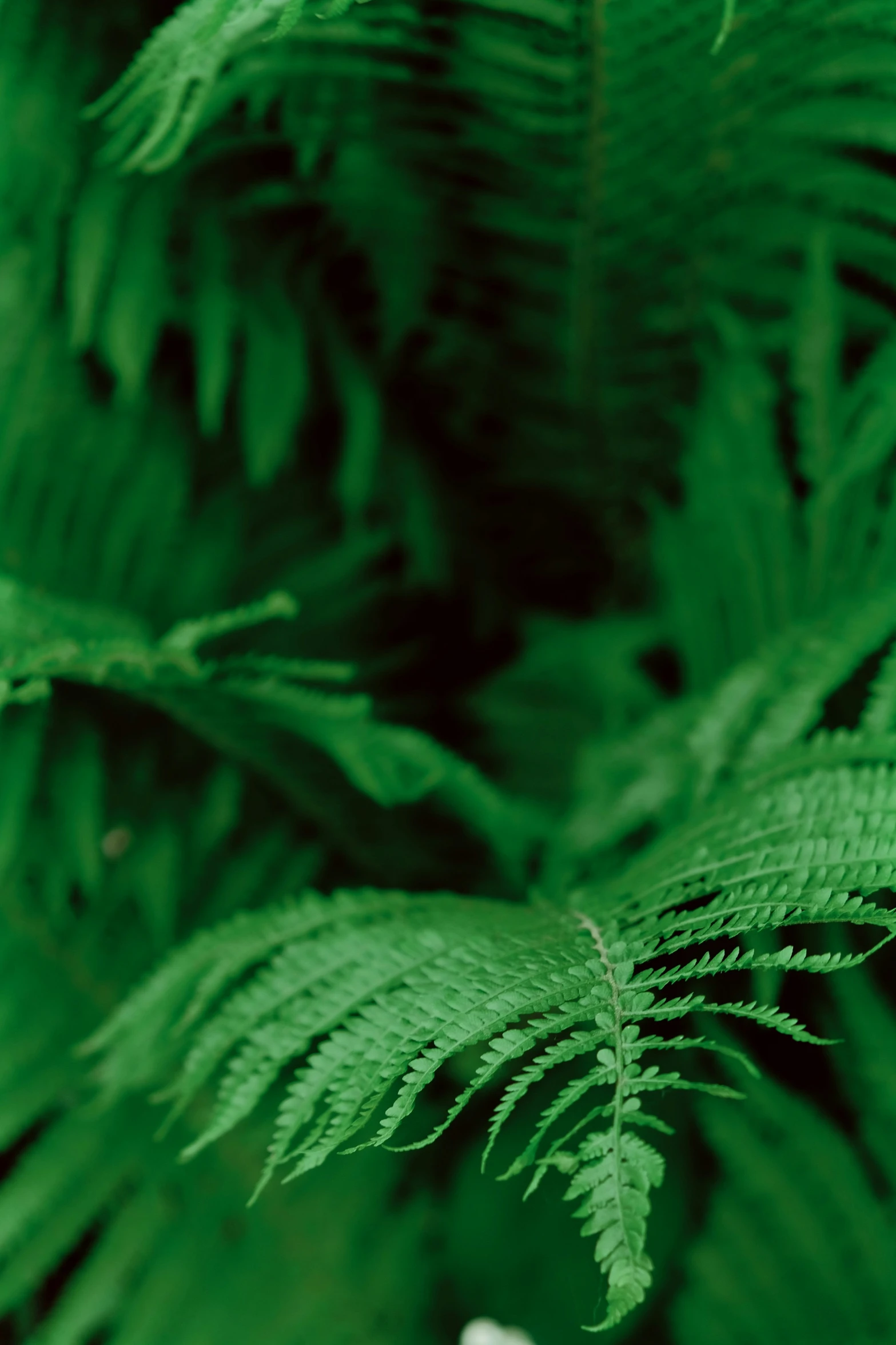 the po shows very bright green ferns that are growing