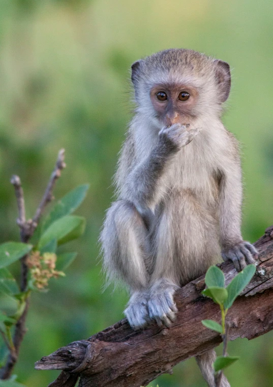 a monkey sitting on top of a nch looking at the camera