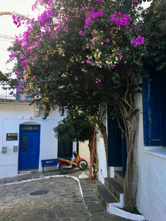 a bicycle that is under a purple tree