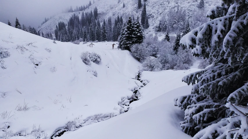 the mountains are covered with snow and pine trees