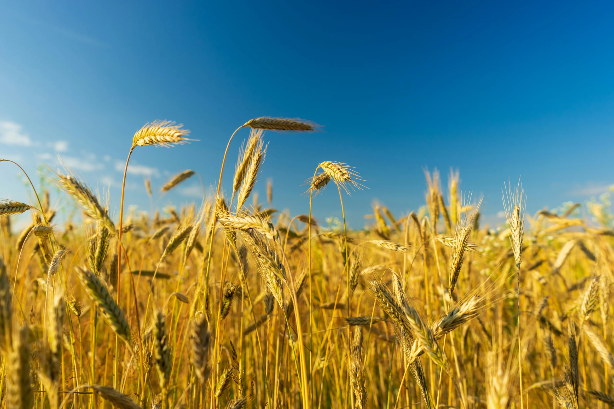 a large field with several plants in it