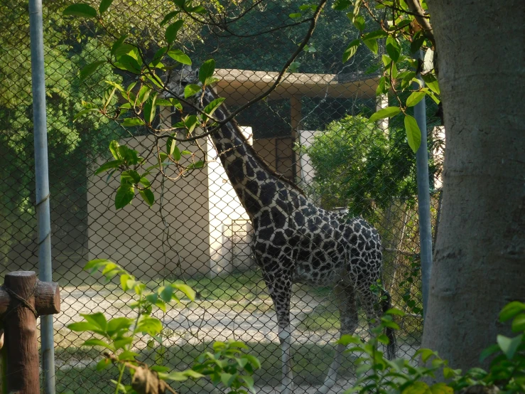 a giraffe is eating leaves in the tree's yard