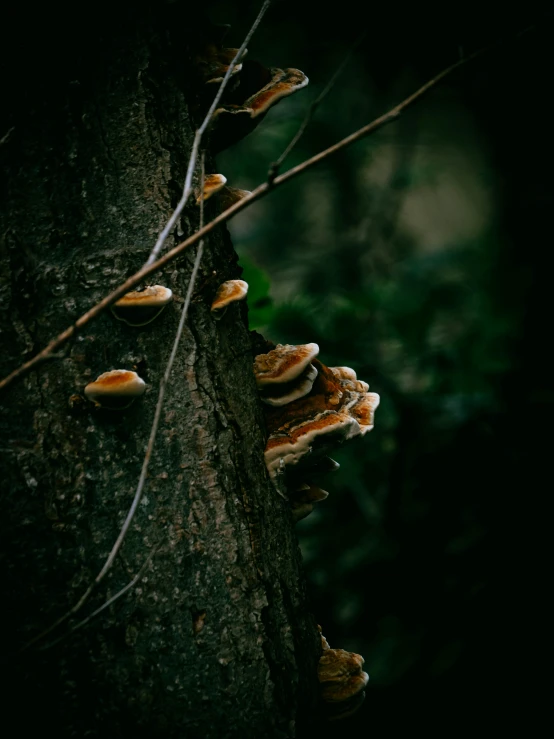 a forest scene showing yellow funguses growing on a tree trunk