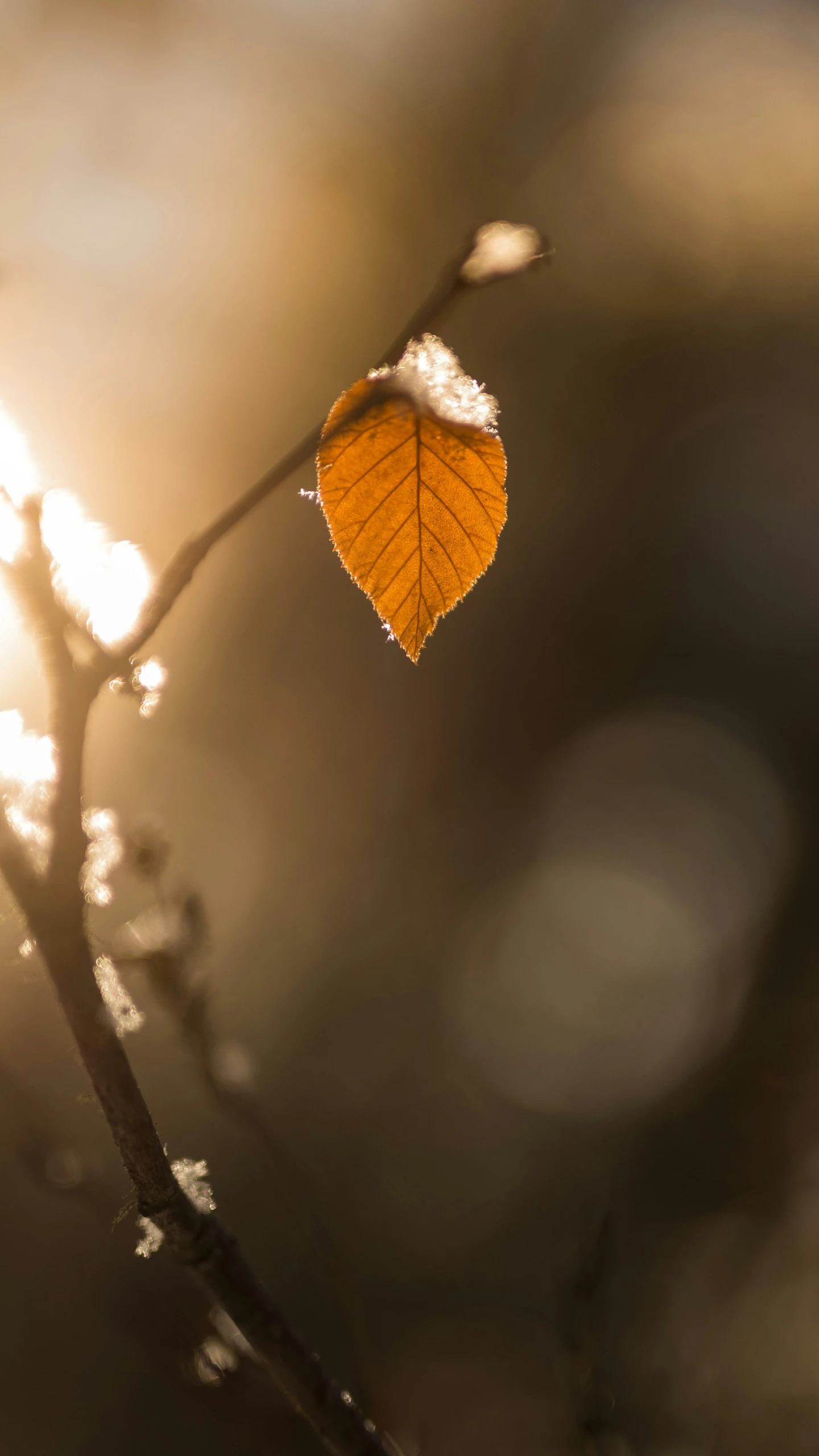 a leaf that is growing on a tree