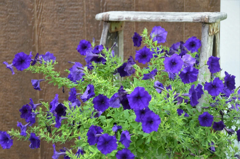 purple flowers are in a pot outside