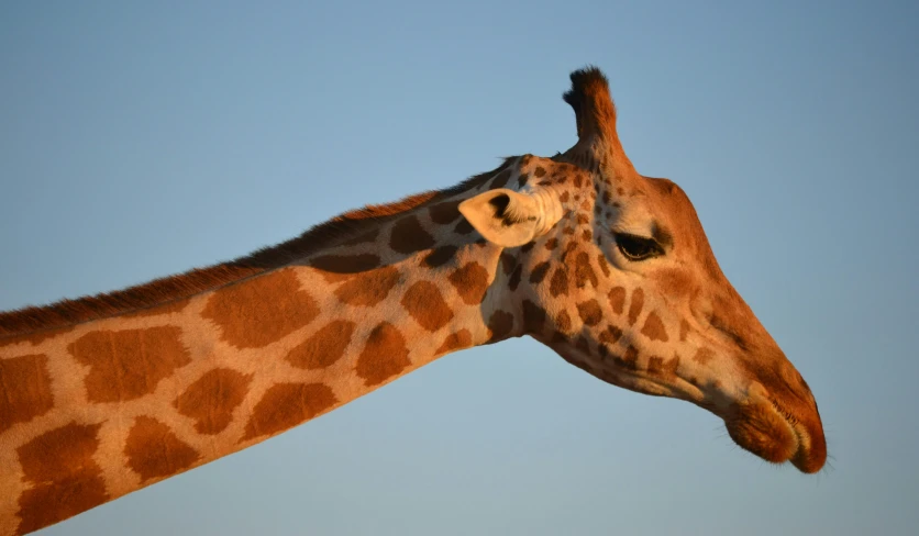 a giraffe is shown with it's head and neck extended