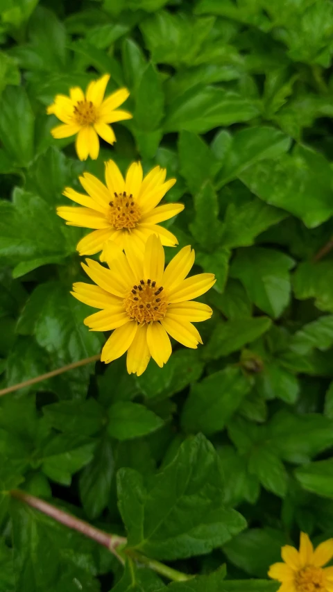 yellow flowers are growing near green leaves