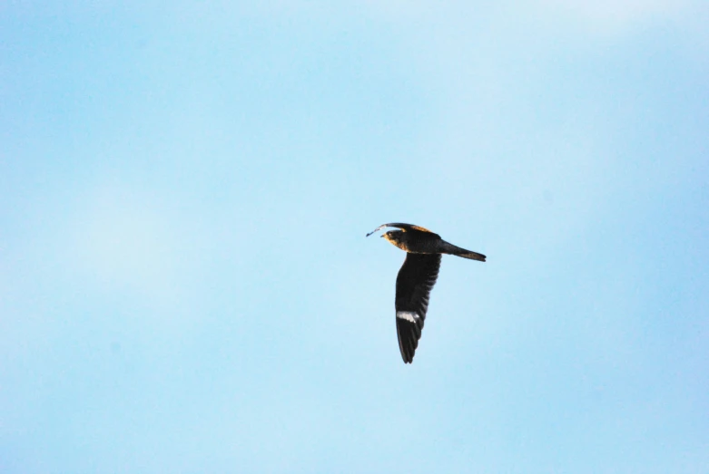 a bird flying in the air with a cloudy blue sky behind it