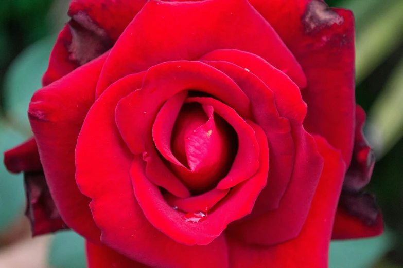closeup of a red rose with water droplets on it