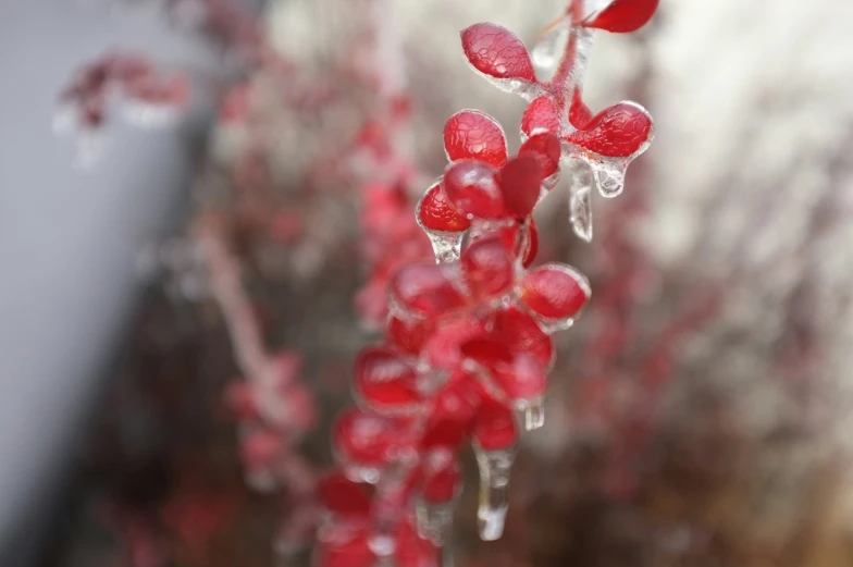 a red flower growing in the middle of a tree