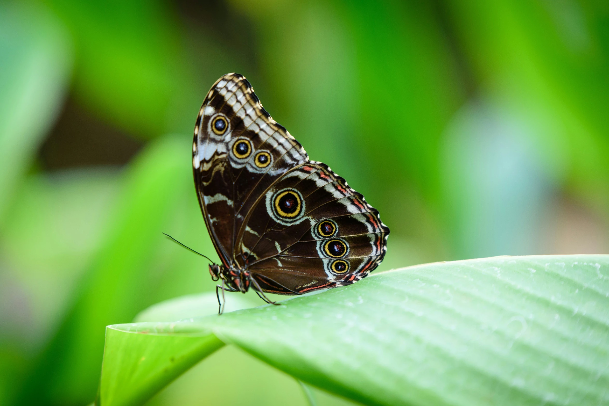 a very large brown erfly sitting on top of a leaf