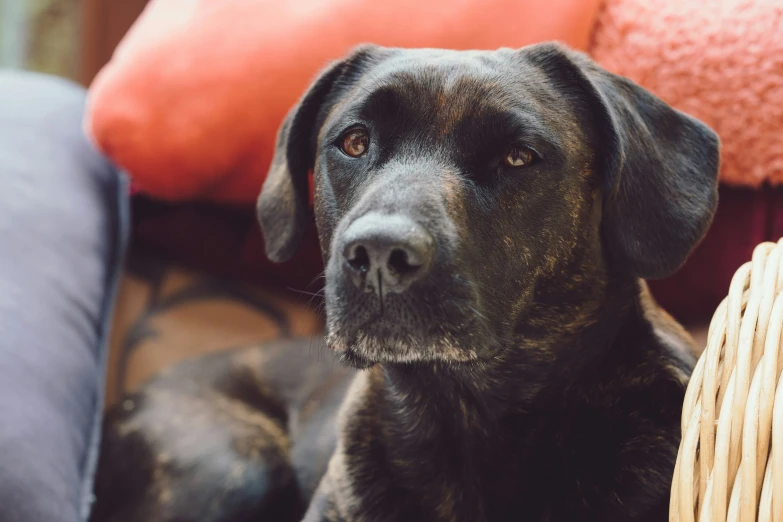 dog on the couch looking at soing, including a basket