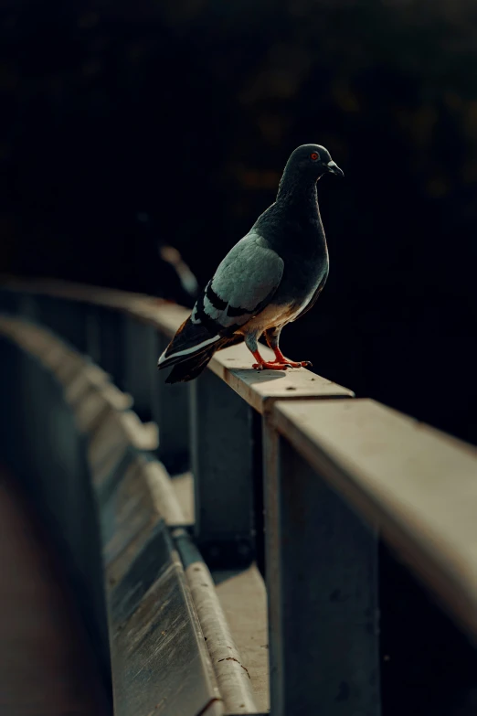 a black and grey bird sitting on top of a rail