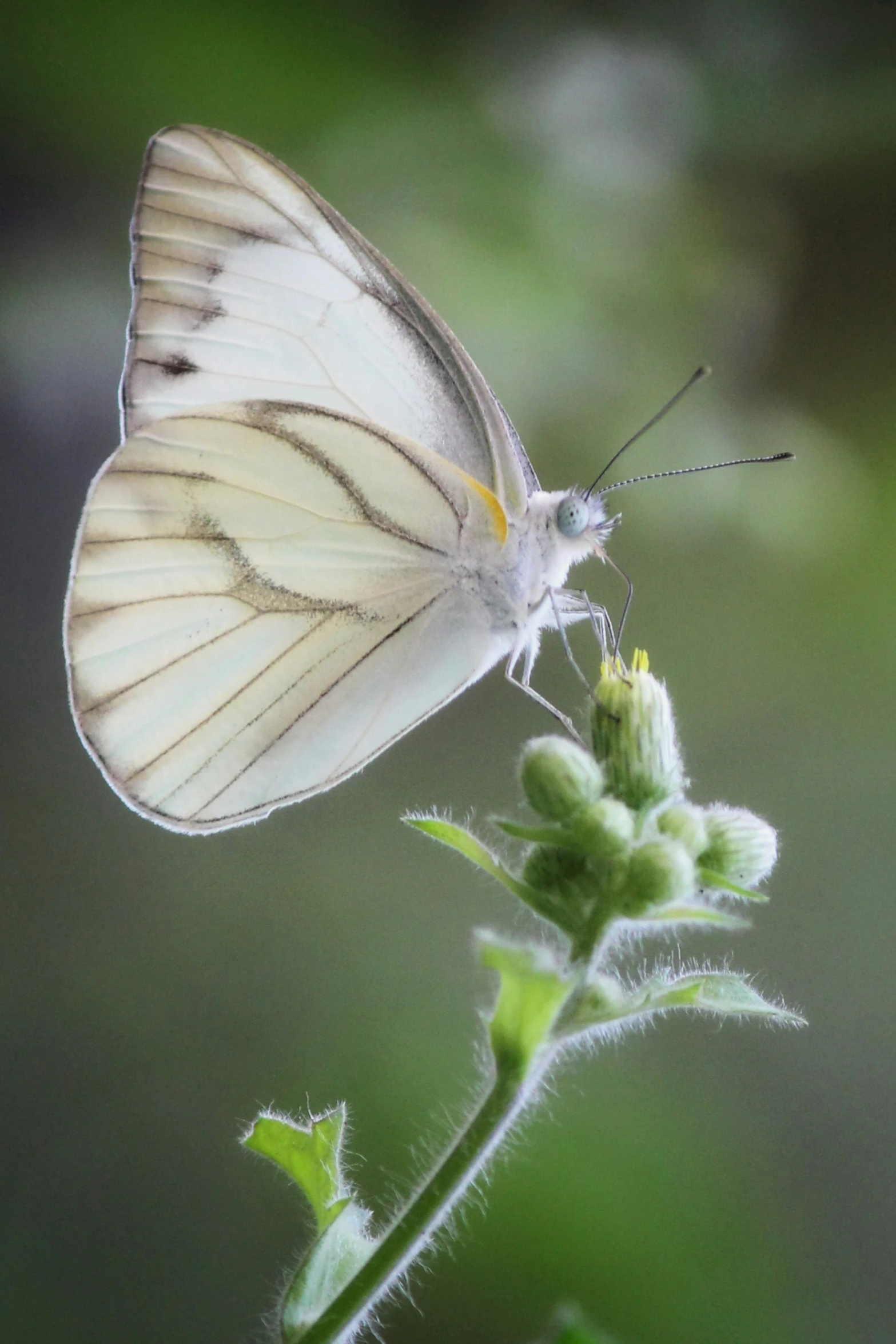 a white erfly perched on top of a plant