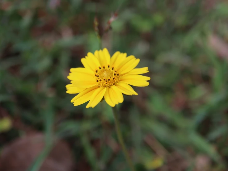 a close - up view of a flower with very little yellow petals