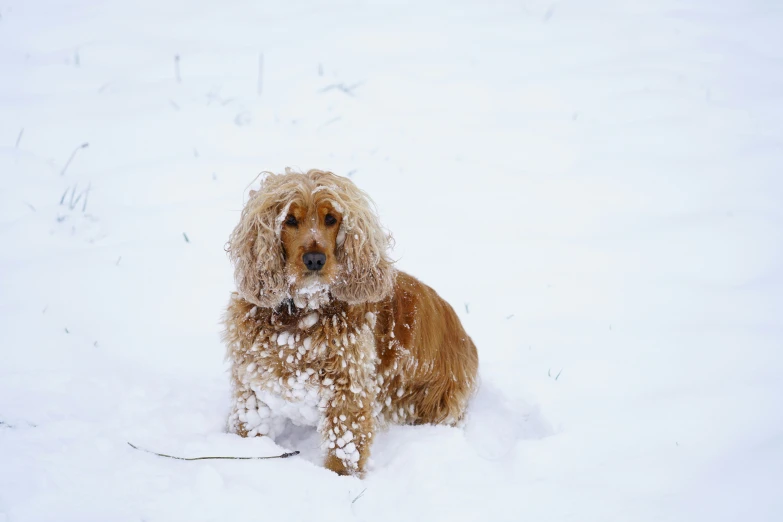 a hairy dog sits in the snow, looking at the camera