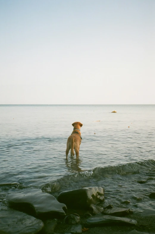 a dog stands in the water at the beach