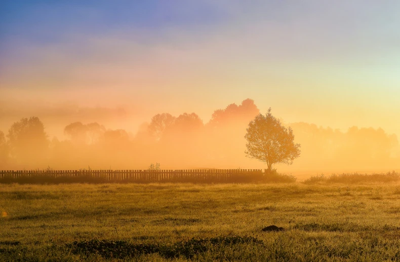 a foggy field that is sitting in front of trees