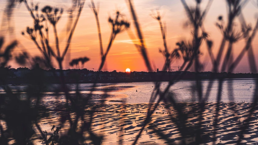 some water a shore and some plants at sunset