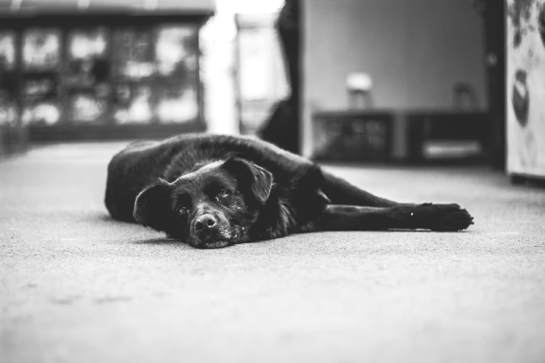 a black dog laying on a large rug in a living room